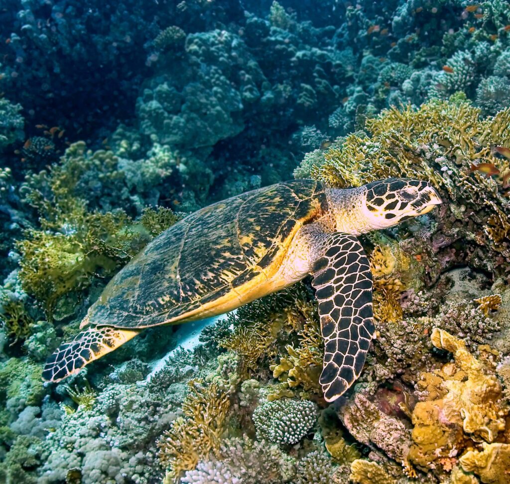 Hurghada Speedtour Bootstour Online Buchen Karinstar Speedboot Aegypten 6 scaled 1.jpg