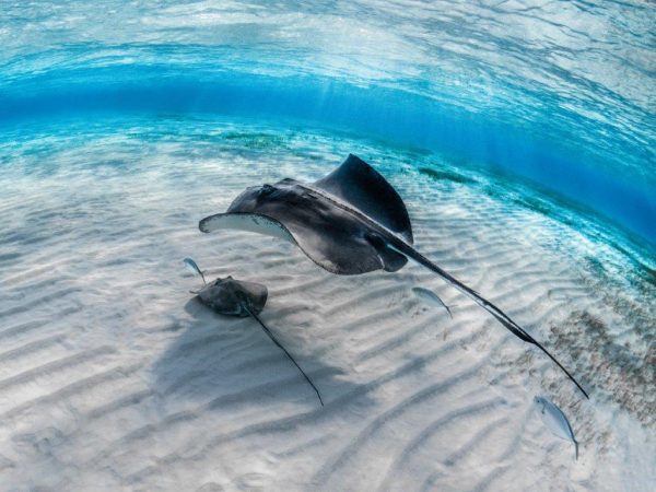 closeup stingray with its baby swimming underwater with other fish ()